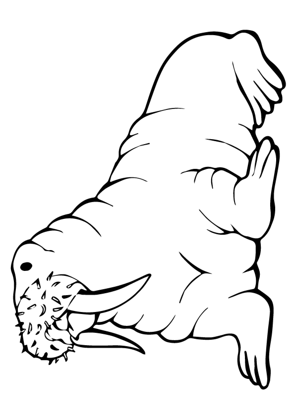 141 Free Walrus Coloring Pages For Kids Printable 137