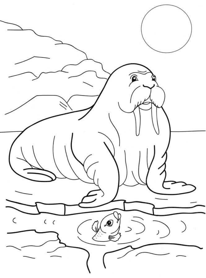 141 Free Walrus Coloring Pages For Kids Printable 16