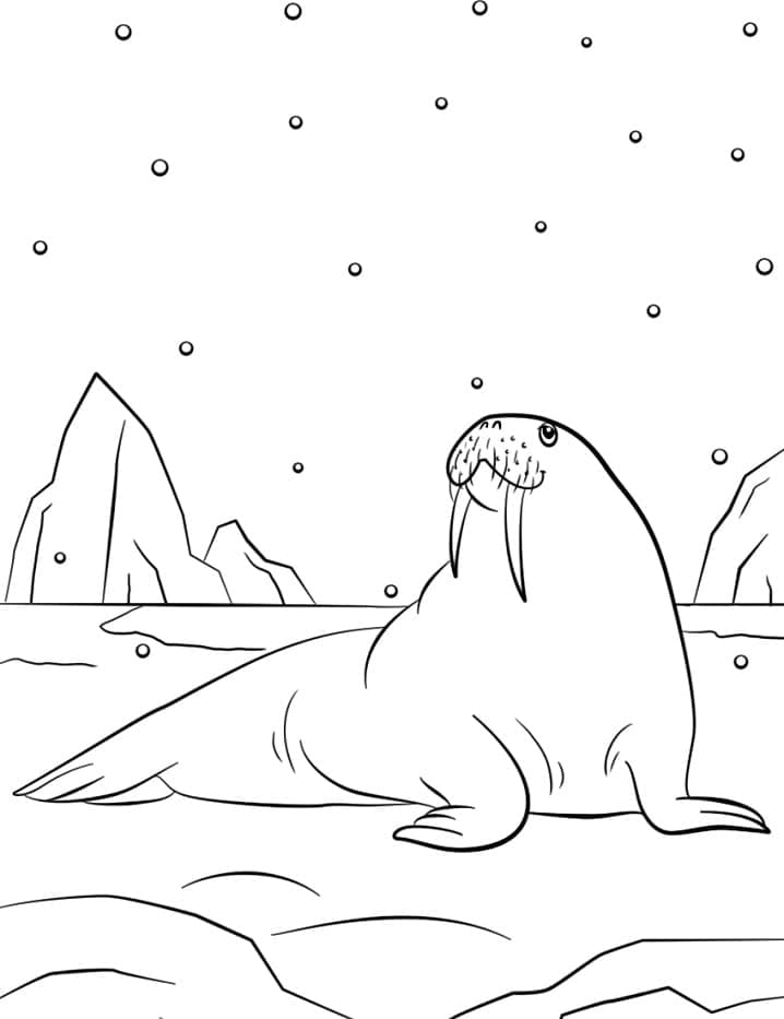 141 Free Walrus Coloring Pages For Kids Printable 29