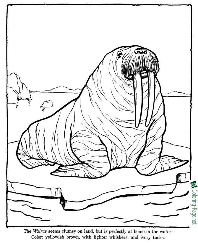 141 Free Walrus Coloring Pages For Kids Printable 3