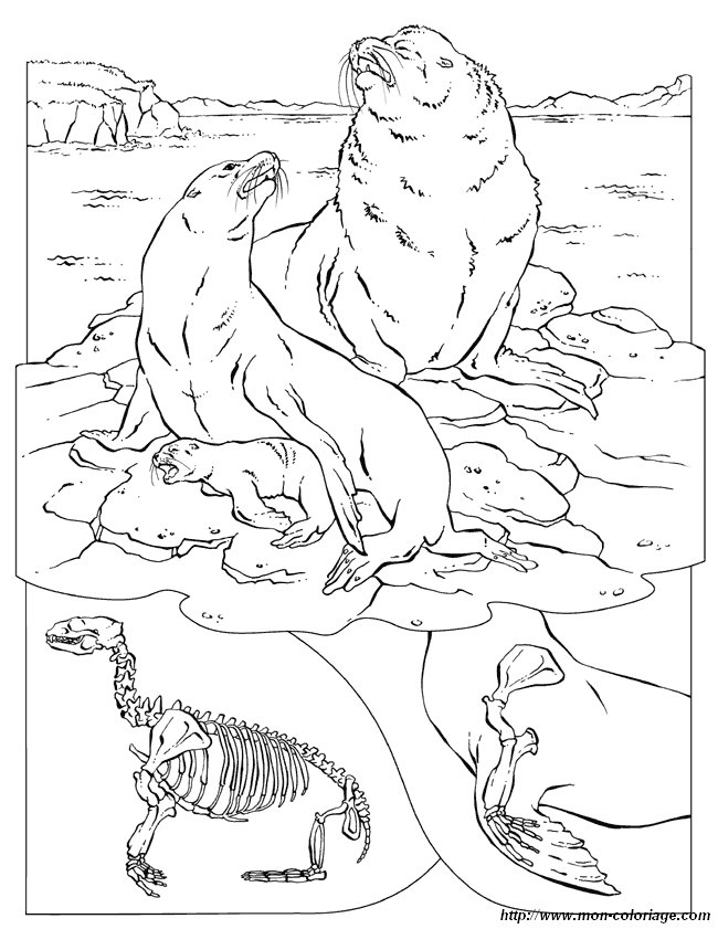 141 Free Walrus Coloring Pages For Kids Printable 30