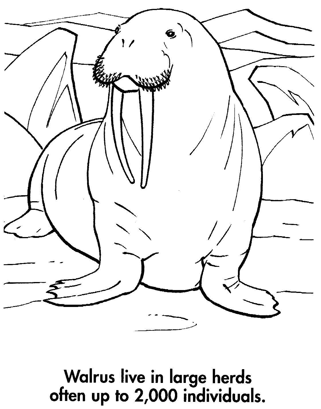 141 Free Walrus Coloring Pages For Kids Printable 37