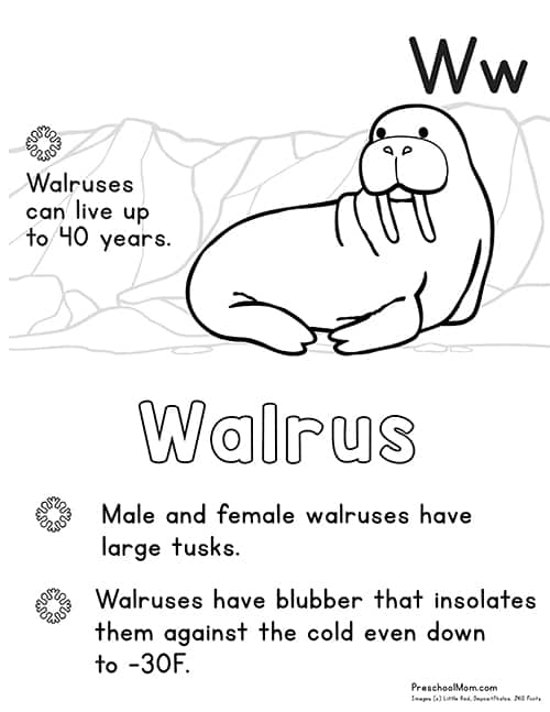 141 Free Walrus Coloring Pages For Kids Printable 42