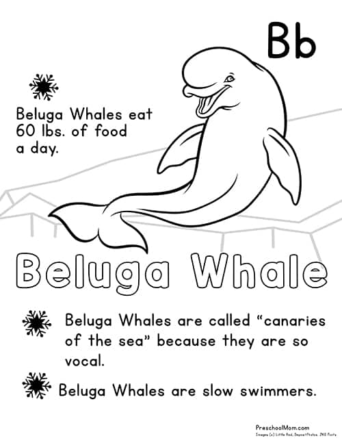 141 Free Walrus Coloring Pages For Kids Printable 51