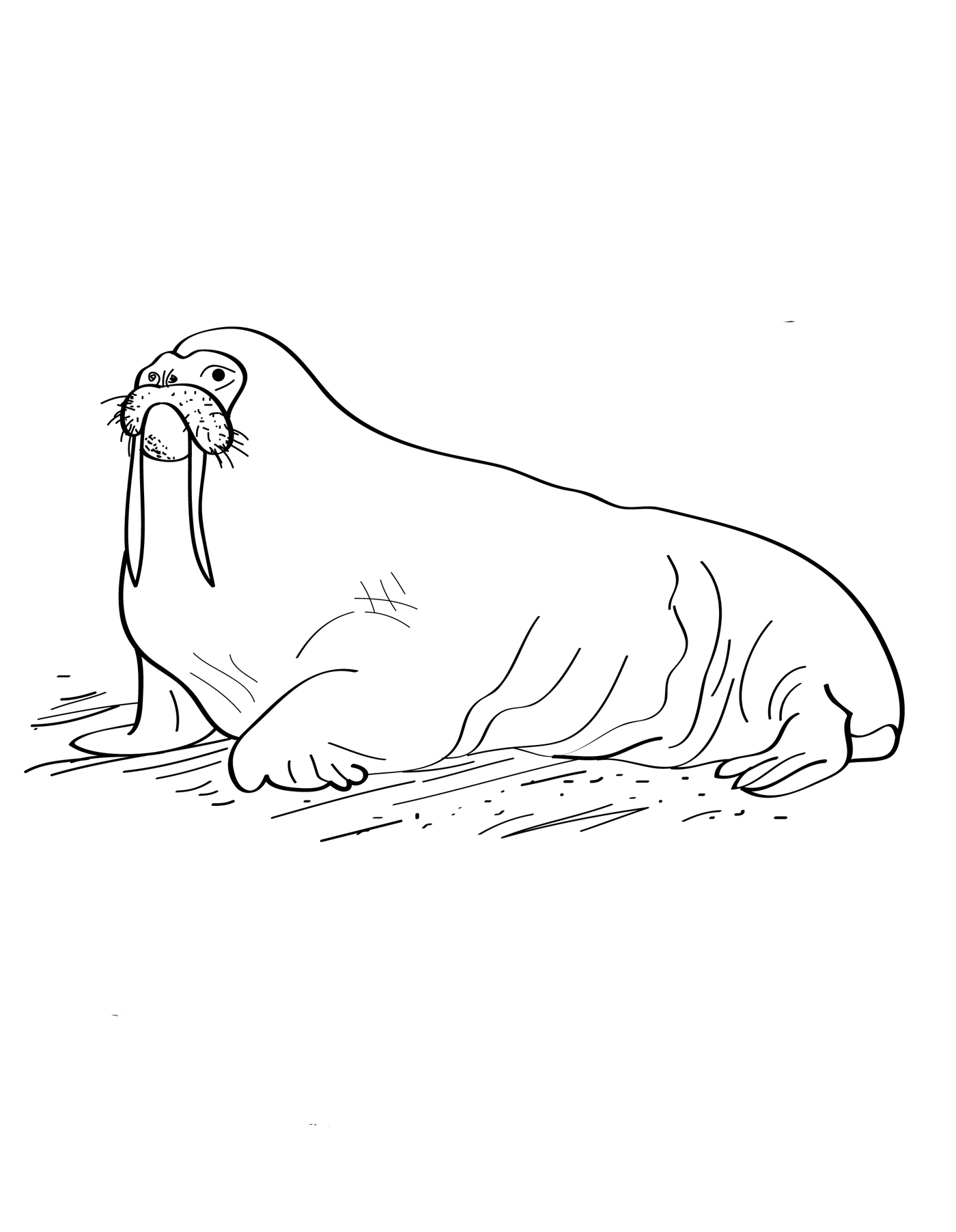 141 Free Walrus Coloring Pages For Kids Printable 58