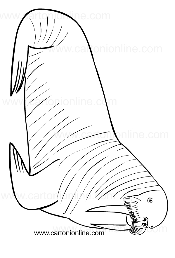 141 Free Walrus Coloring Pages For Kids Printable 74