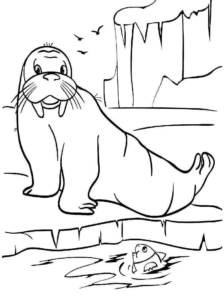 141 Free Walrus Coloring Pages For Kids Printable 83