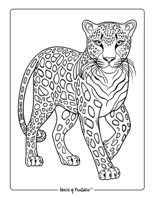 141 Free Walrus Coloring Pages For Kids Printable 85