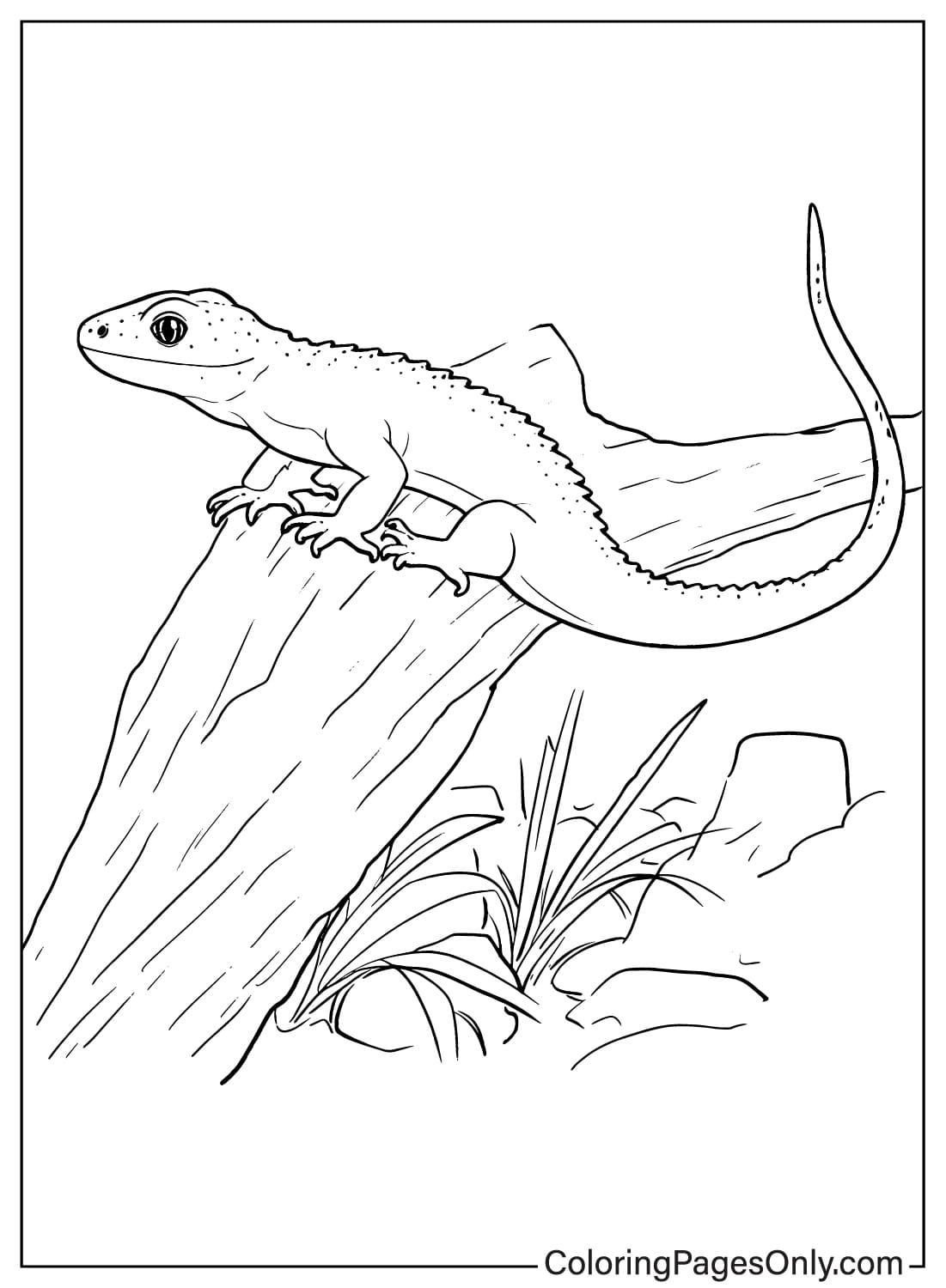 170+ Lizard Coloring Page Designs 108