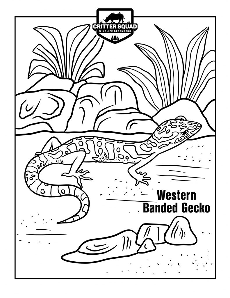 170+ Lizard Coloring Page Designs 11