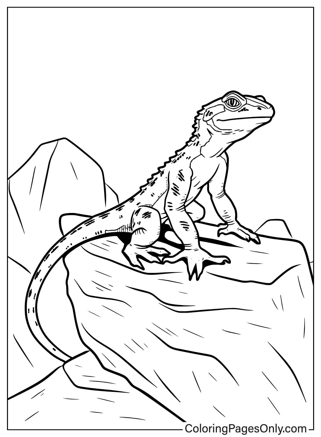 170+ Lizard Coloring Page Designs 120