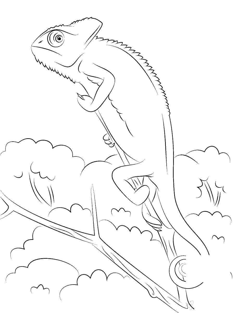 170+ Lizard Coloring Page Designs 145