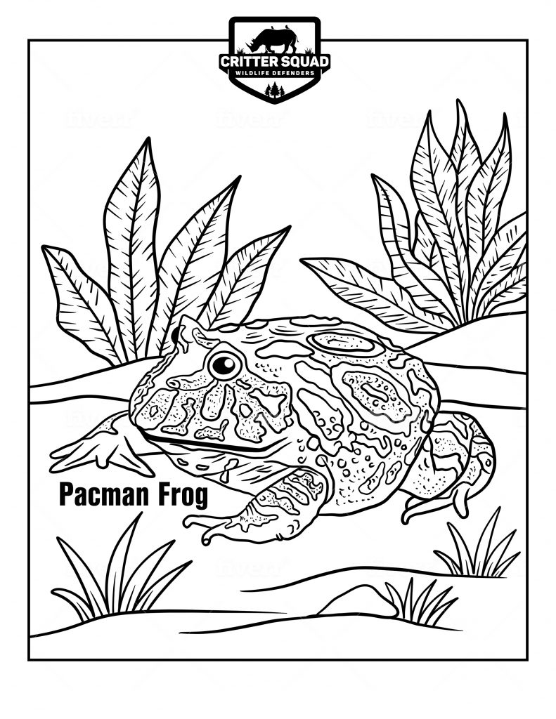 170+ Lizard Coloring Page Designs 155