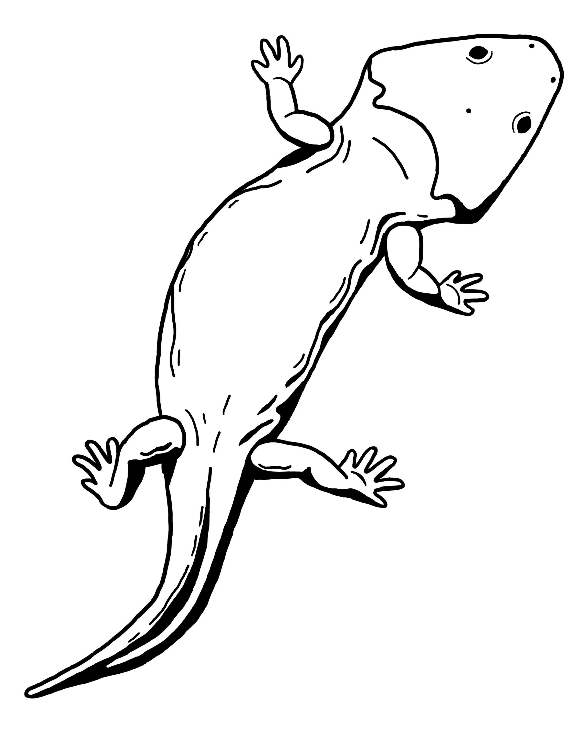 170+ Lizard Coloring Page Designs 167