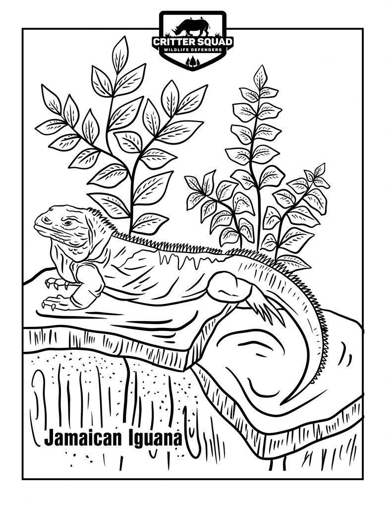 170+ Lizard Coloring Page Designs 22