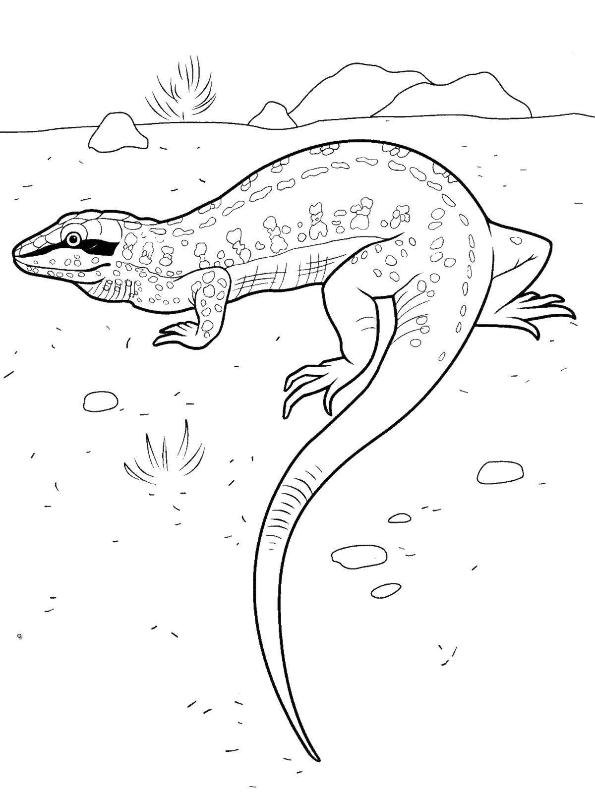 170+ Lizard Coloring Page Designs 33