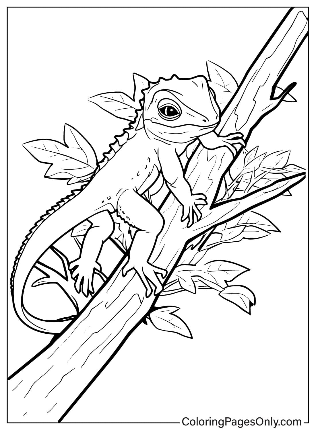 170+ Lizard Coloring Page Designs 63