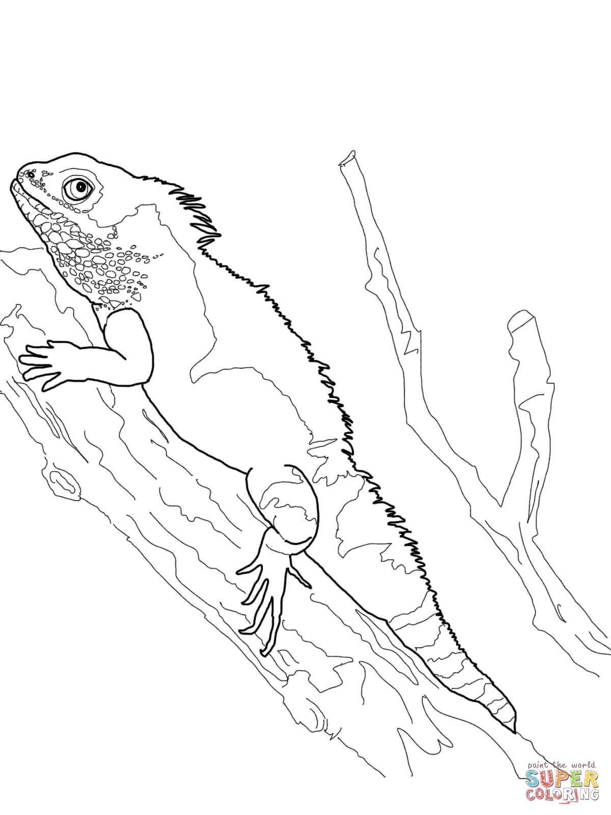 170+ Lizard Coloring Page Designs 64