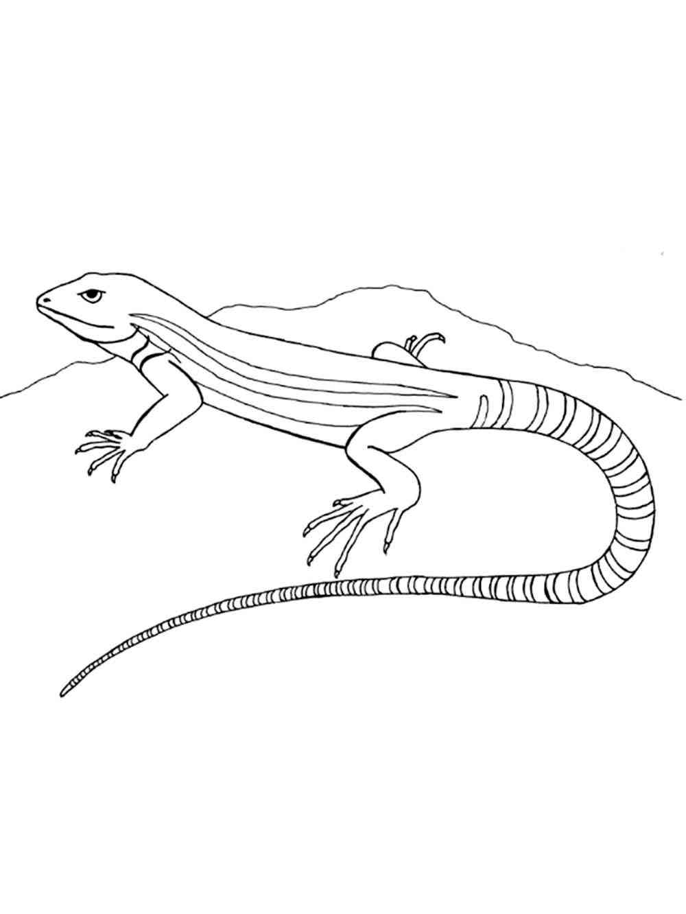 170+ Lizard Coloring Page Designs 65