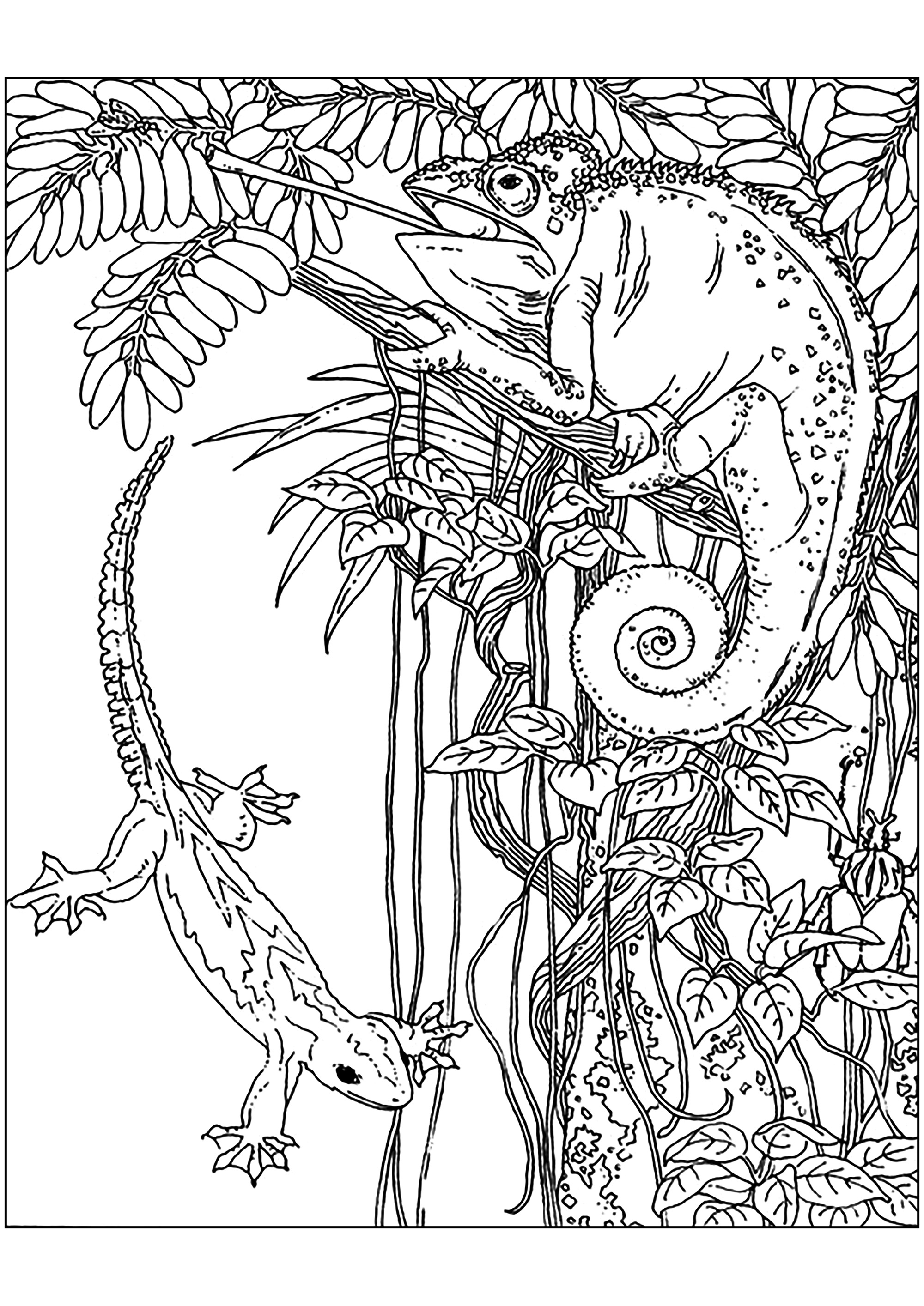 170+ Lizard Coloring Page Designs 69