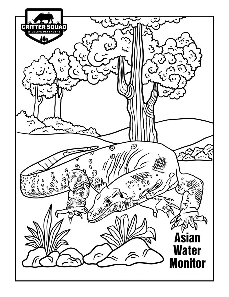 170+ Lizard Coloring Page Designs 8