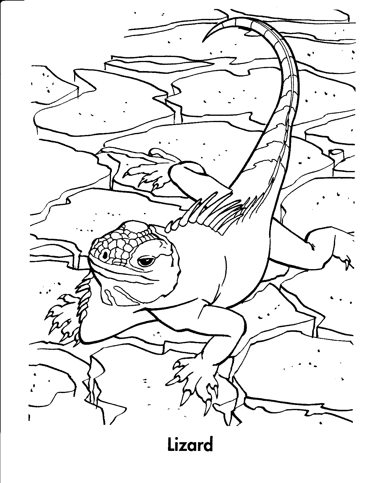 170+ Lizard Coloring Page Designs 83