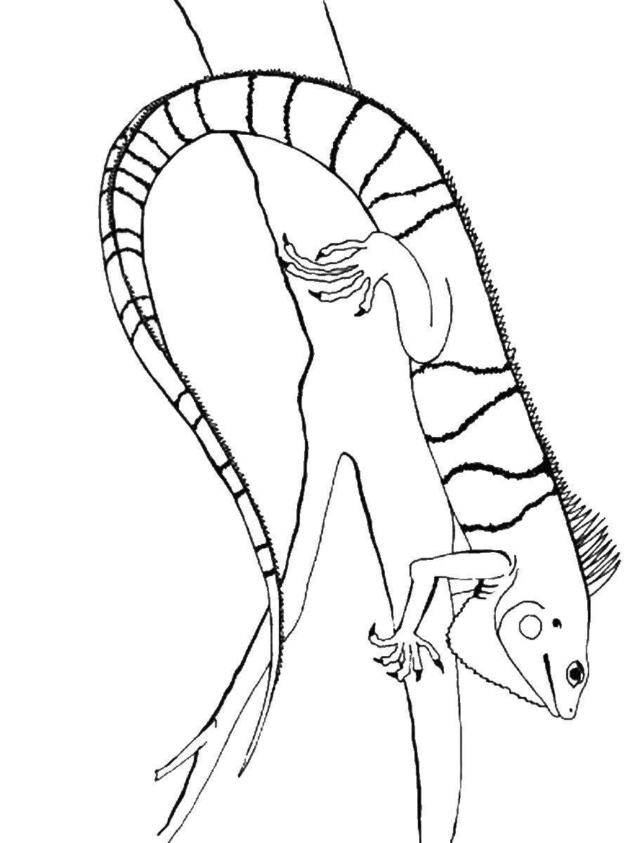 170+ Lizard Coloring Page Designs 85