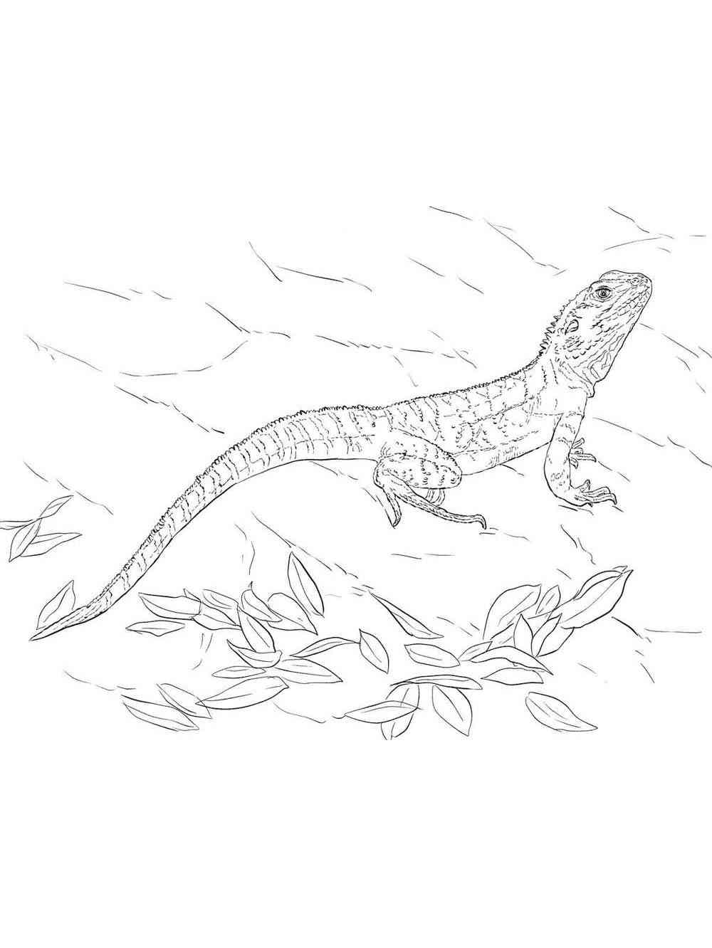 170+ Lizard Coloring Page Designs 92