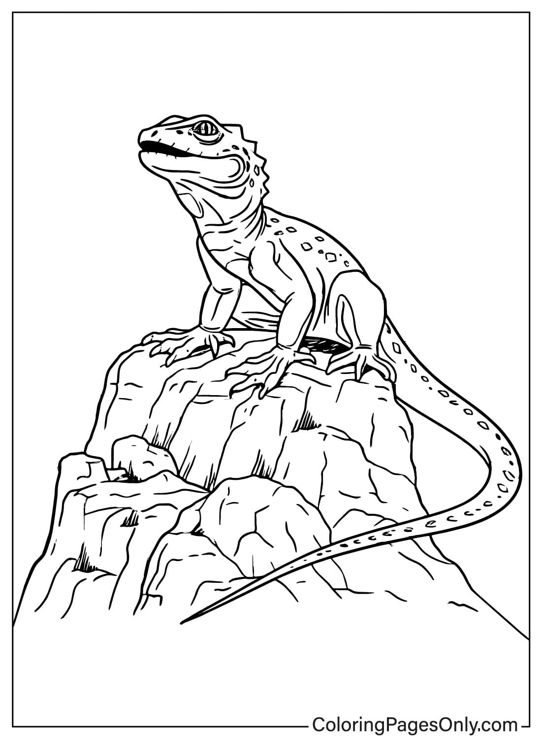 170+ Lizard Coloring Page Designs 97