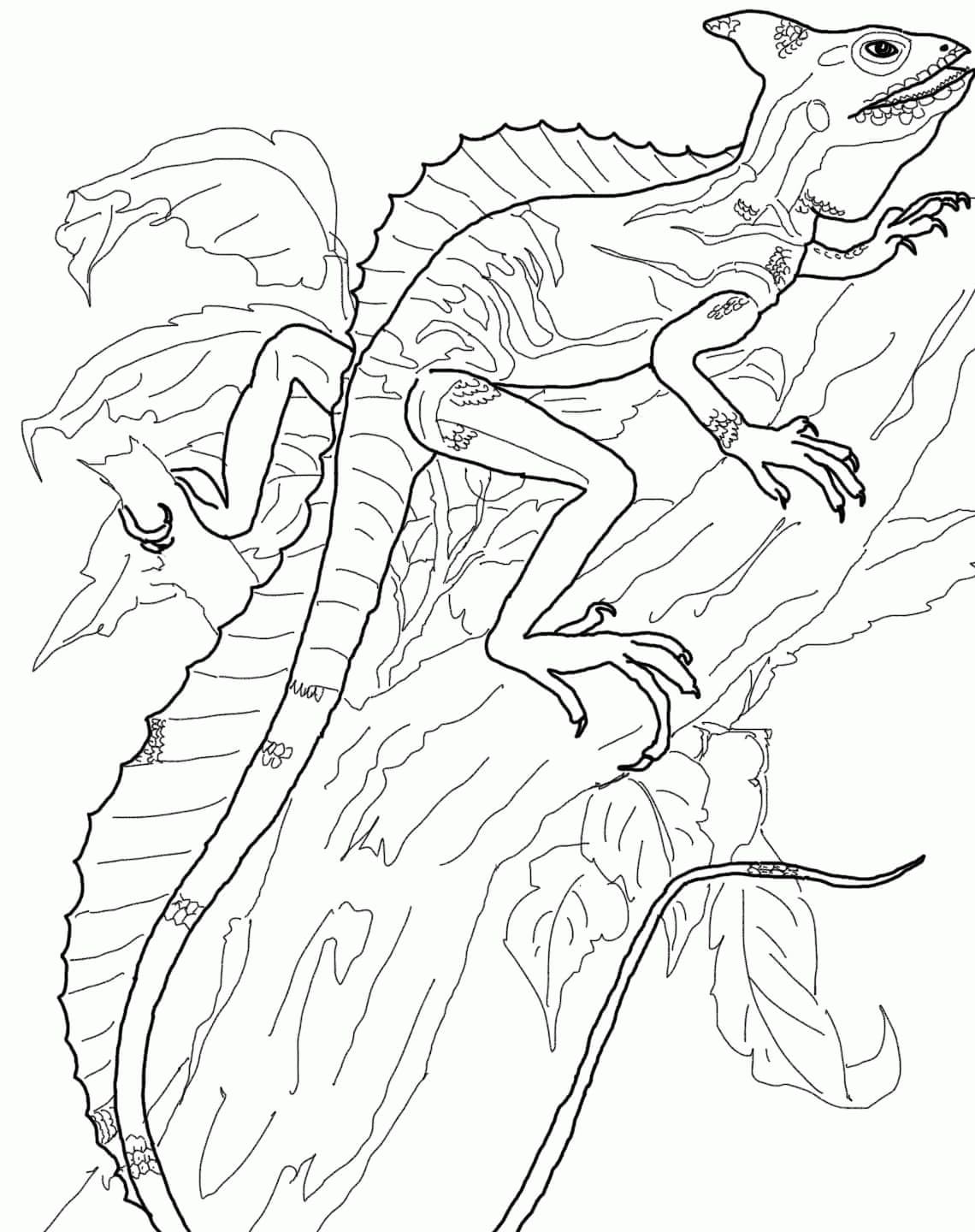 170+ Lizard Coloring Page Designs 98