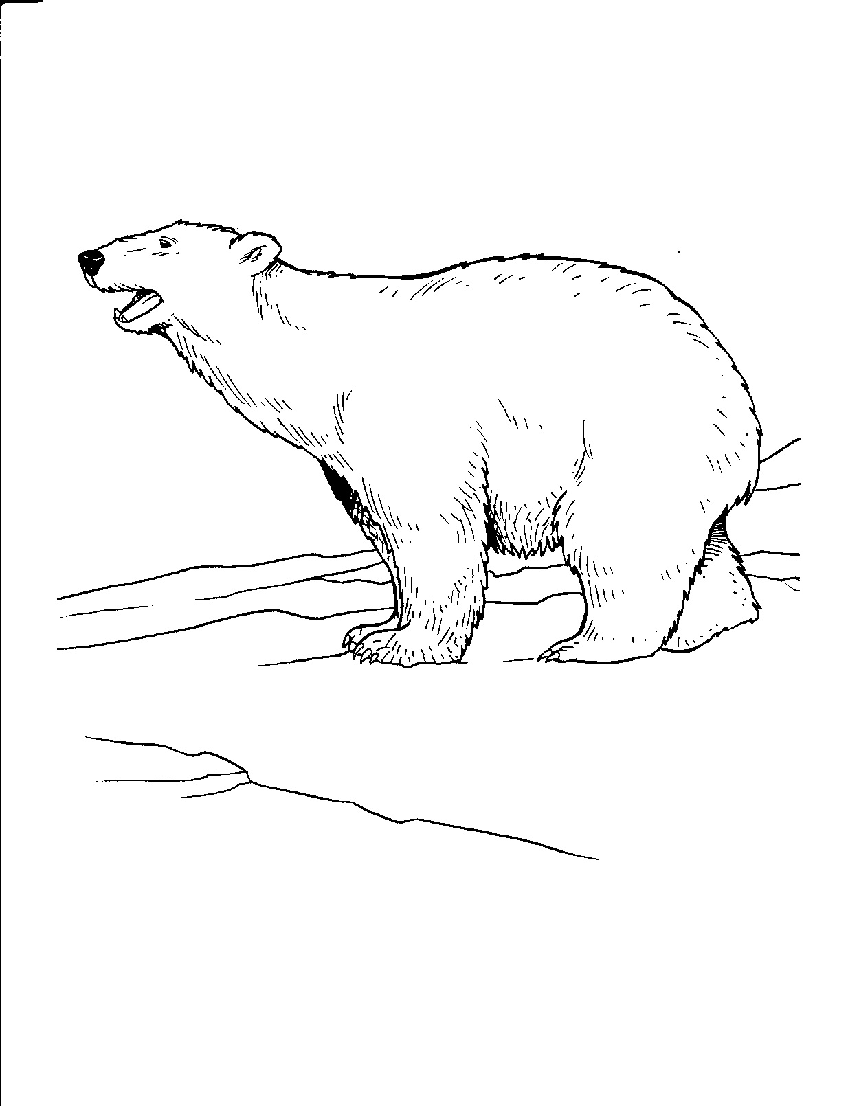 180+ Polar Bear Coloring Pages Printable 120