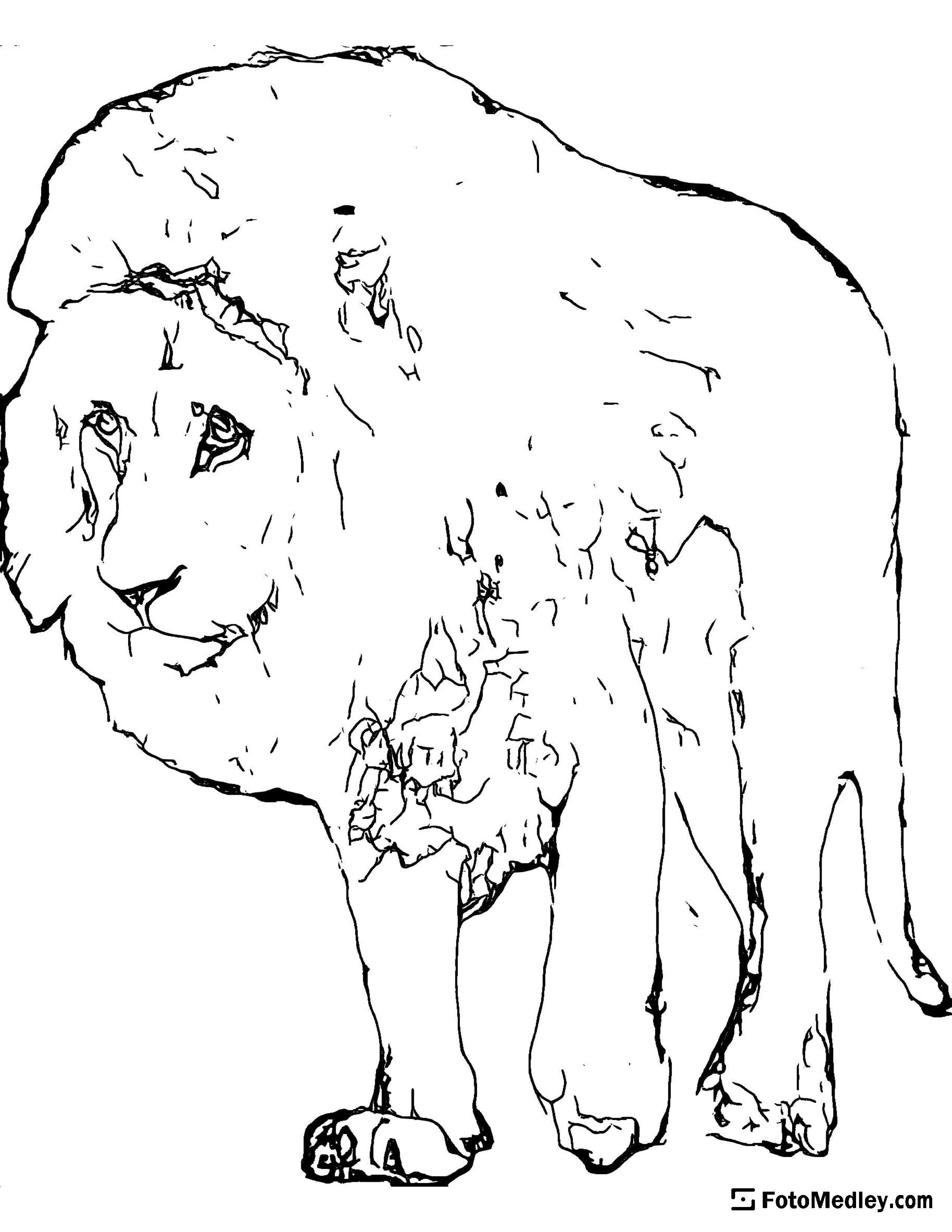 180+ Polar Bear Coloring Pages Printable 181