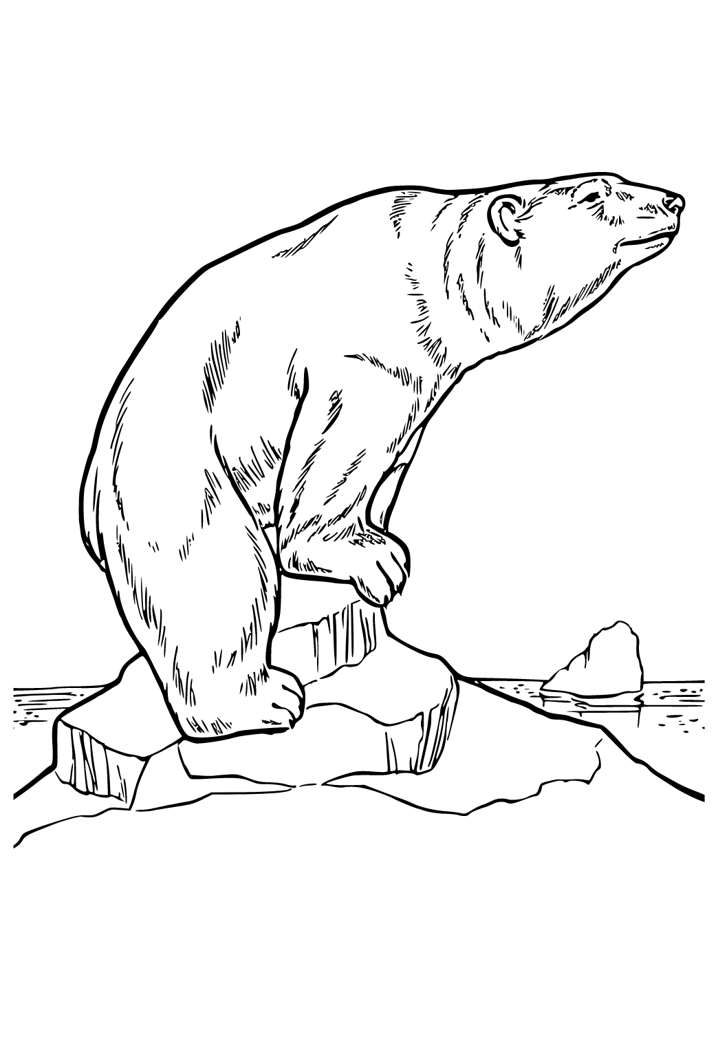 180+ Polar Bear Coloring Pages Printable 97