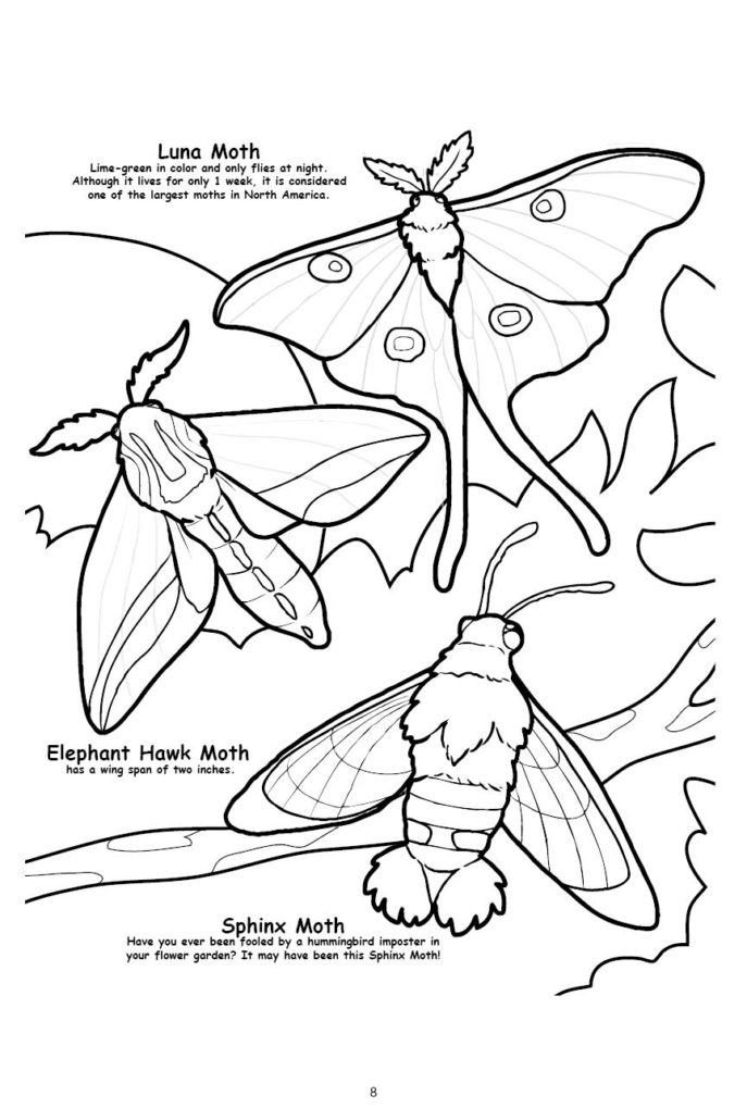 194+ Maple Coloring Pages Printable 100