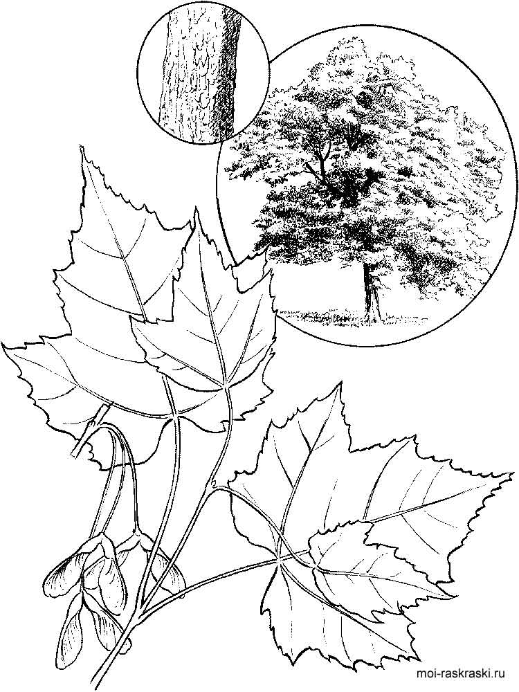 194+ Maple Coloring Pages Printable 102