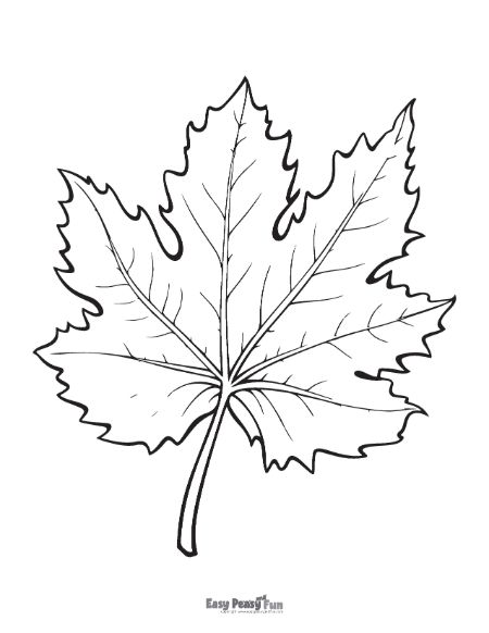 194+ Maple Coloring Pages Printable 11