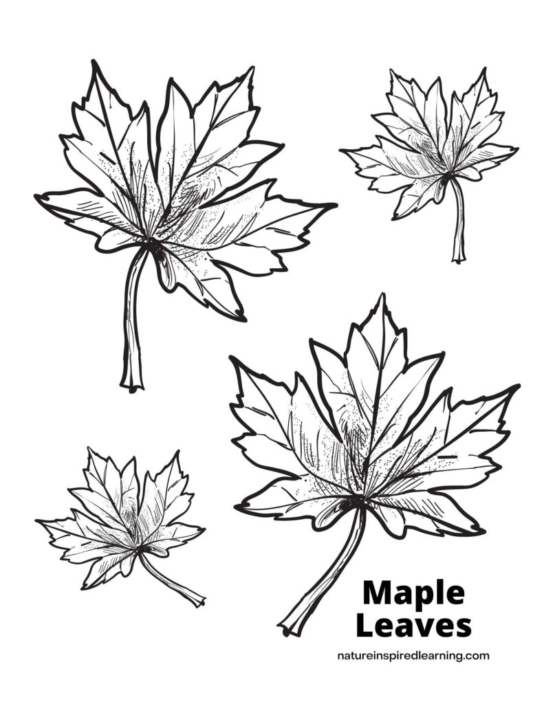 194+ Maple Coloring Pages Printable 110