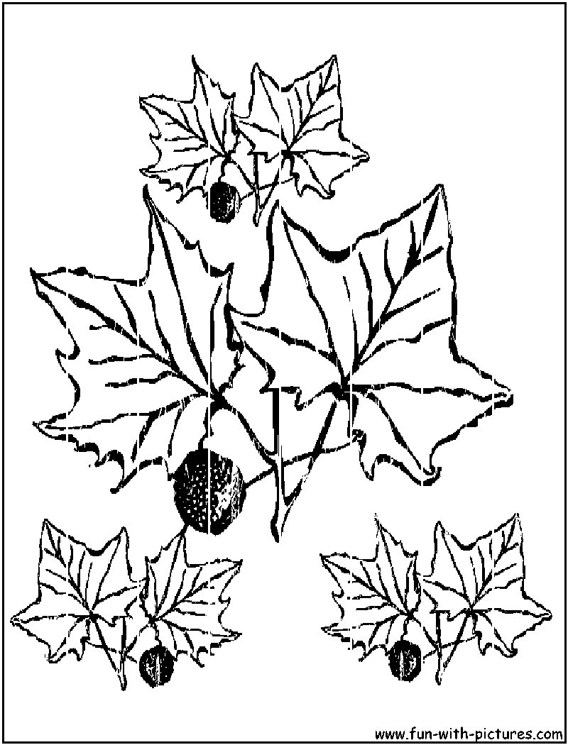 194+ Maple Coloring Pages Printable 118