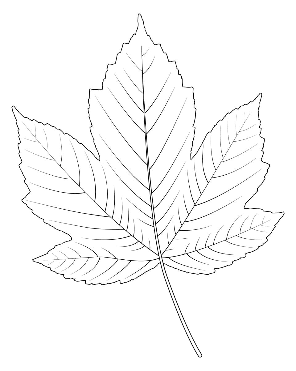 194+ Maple Coloring Pages Printable 124