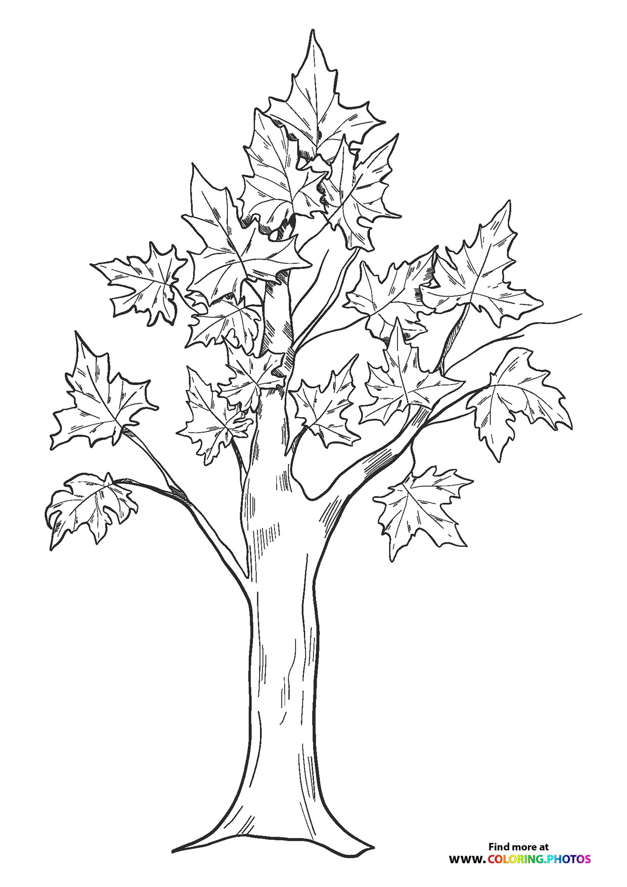 194+ Maple Coloring Pages Printable 169