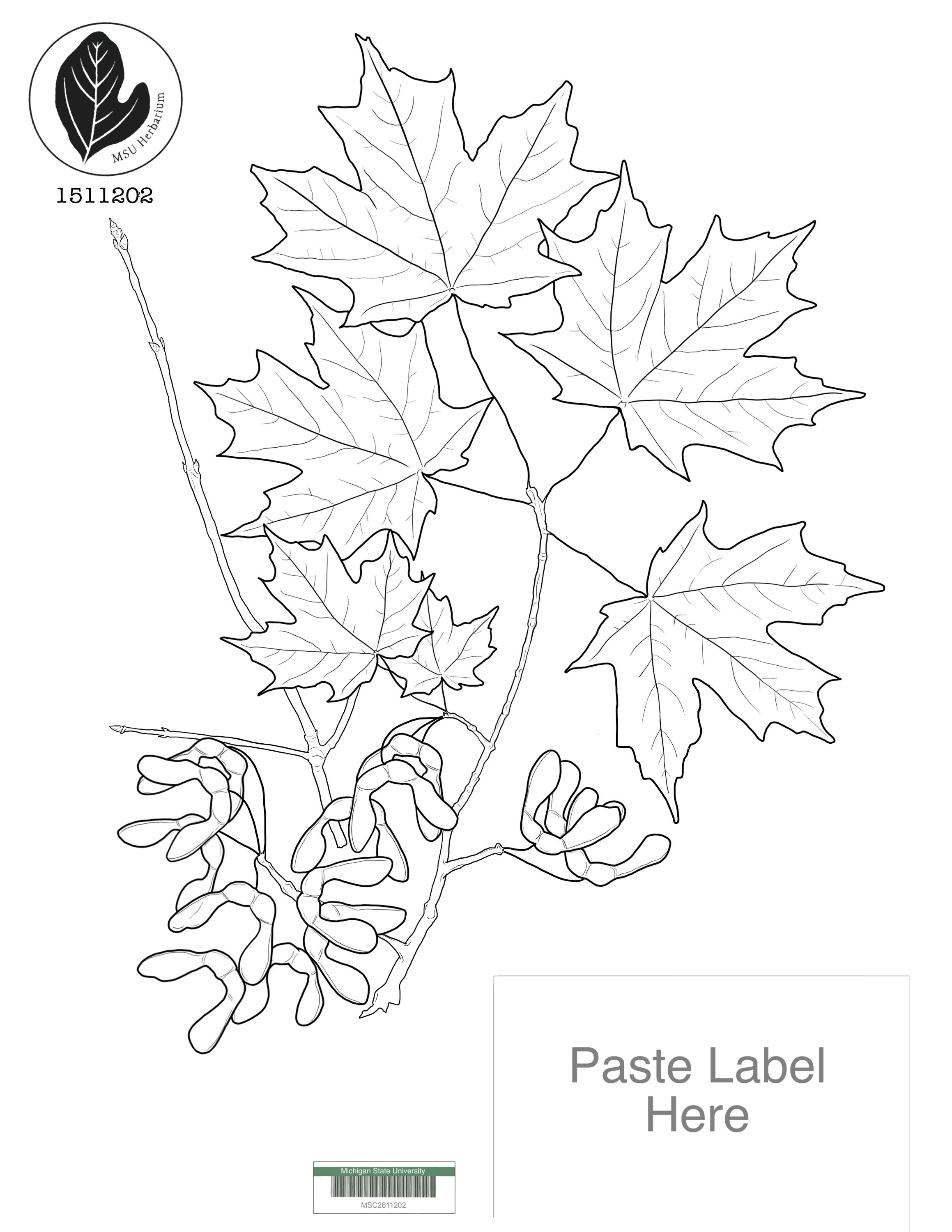 194+ Maple Coloring Pages Printable 190