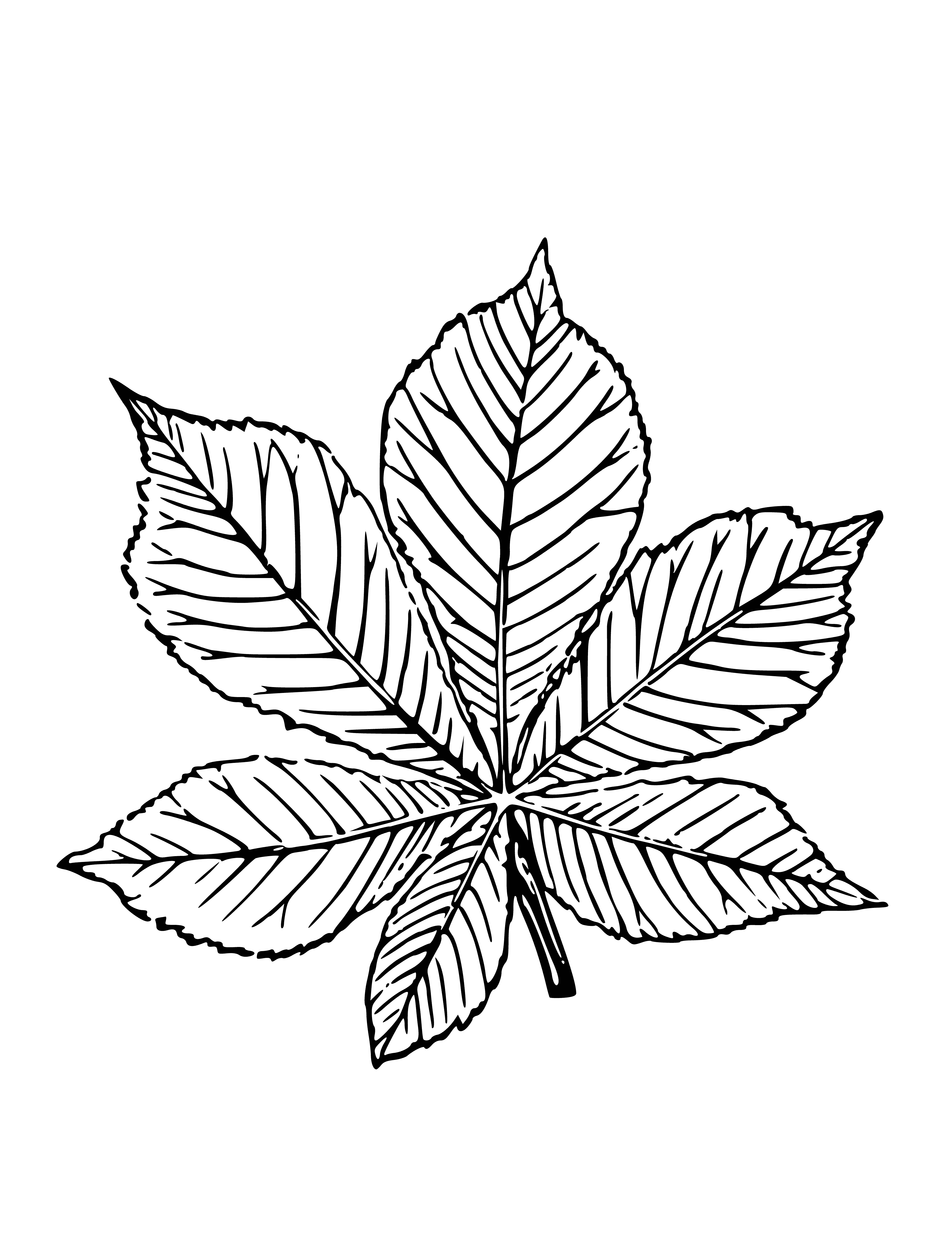 194+ Maple Coloring Pages Printable 198