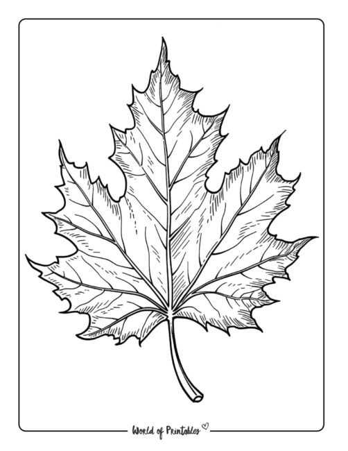 194+ Maple Coloring Pages Printable 31