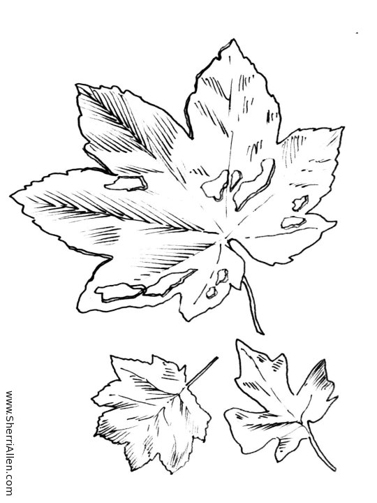 194+ Maple Coloring Pages Printable 33