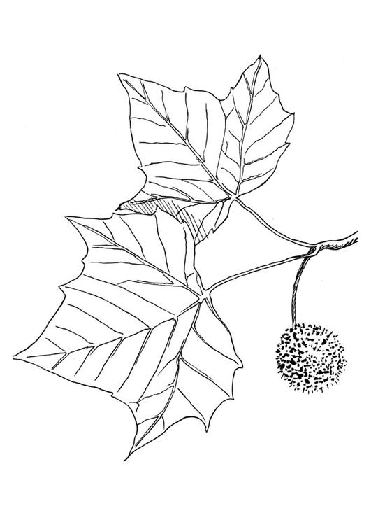 194+ Maple Coloring Pages Printable 38