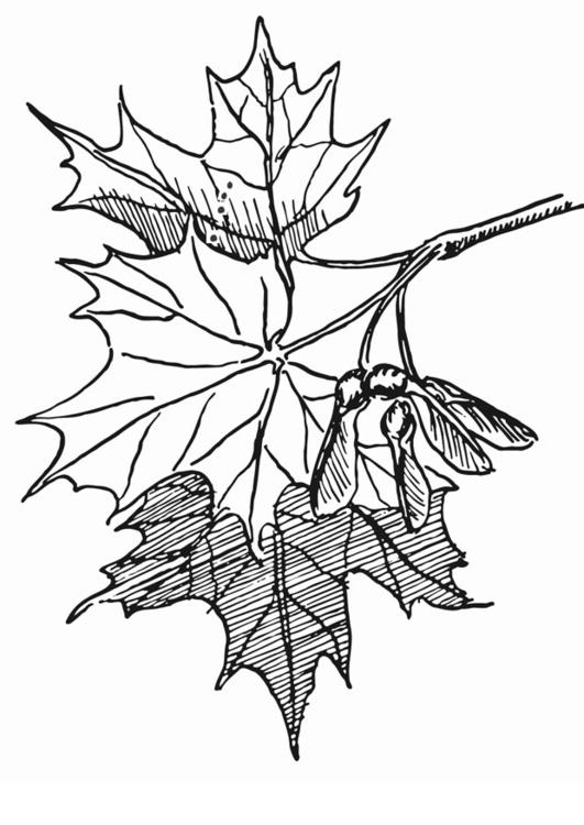 194+ Maple Coloring Pages Printable 39