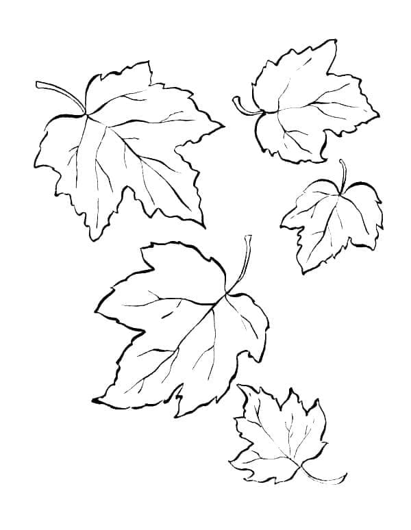 194+ Maple Coloring Pages Printable 53