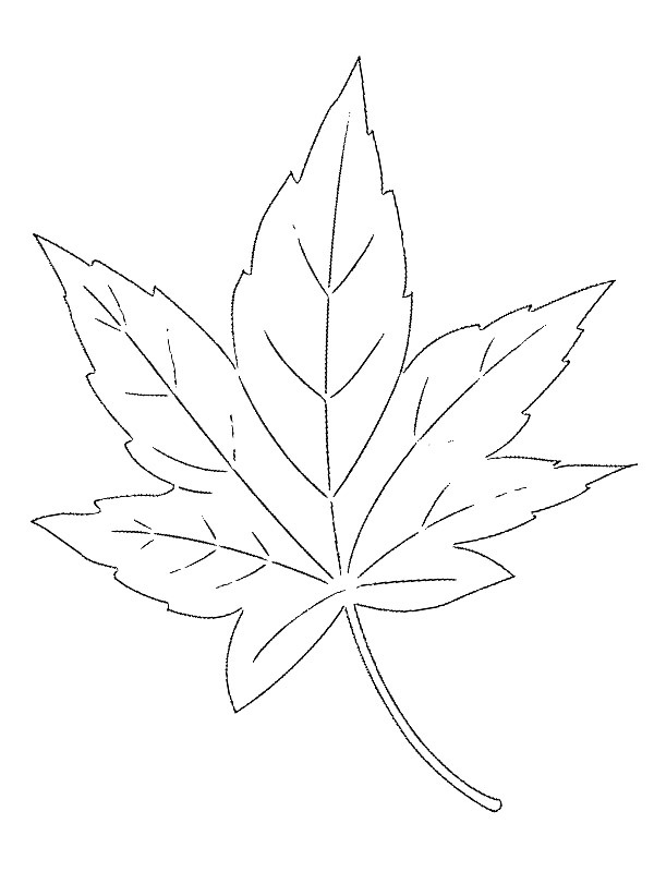 194+ Maple Coloring Pages Printable 64