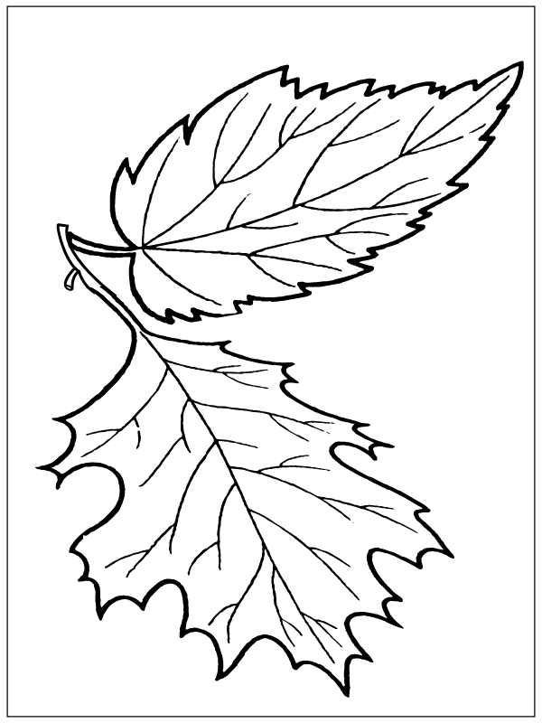 194+ Maple Coloring Pages Printable 67