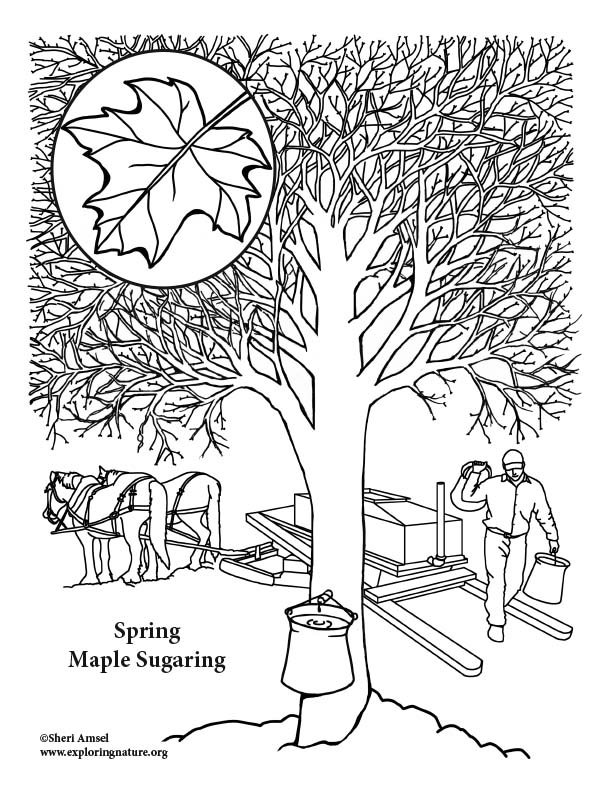 194+ Maple Coloring Pages Printable 69